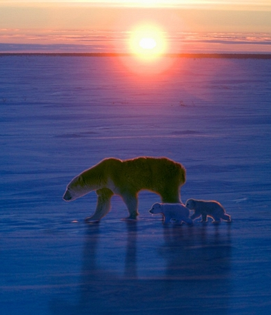 99px_ru_photo_14151_belaja_medvedica_s_medvejatami_na_zakate_dnja.png.b2dbd94f8b66ebc3b50661c5cd25f25c.png