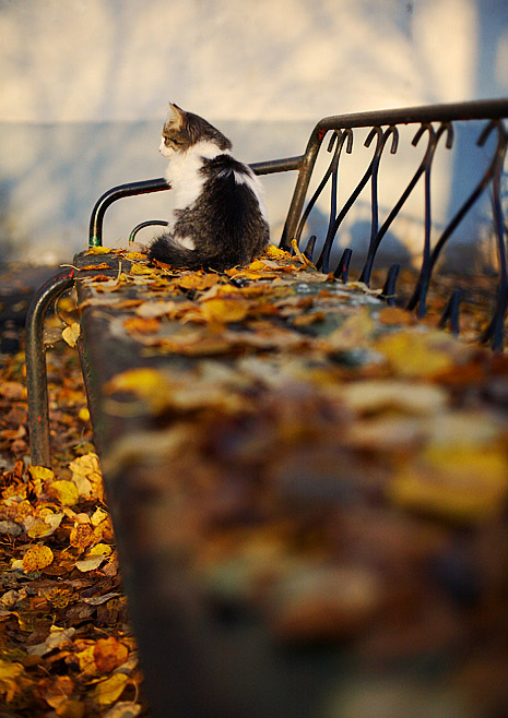99px_ru_photo_34654_koshka_sidit_na_lavke_pokritoj_osennimi_listjami.jpg.62b57ccddba8edbecbf328ea2f1e391e.jpg