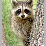 Raccoon