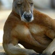 Kangaroo