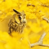 YellowOwl