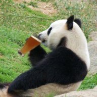 DrunkenPanda