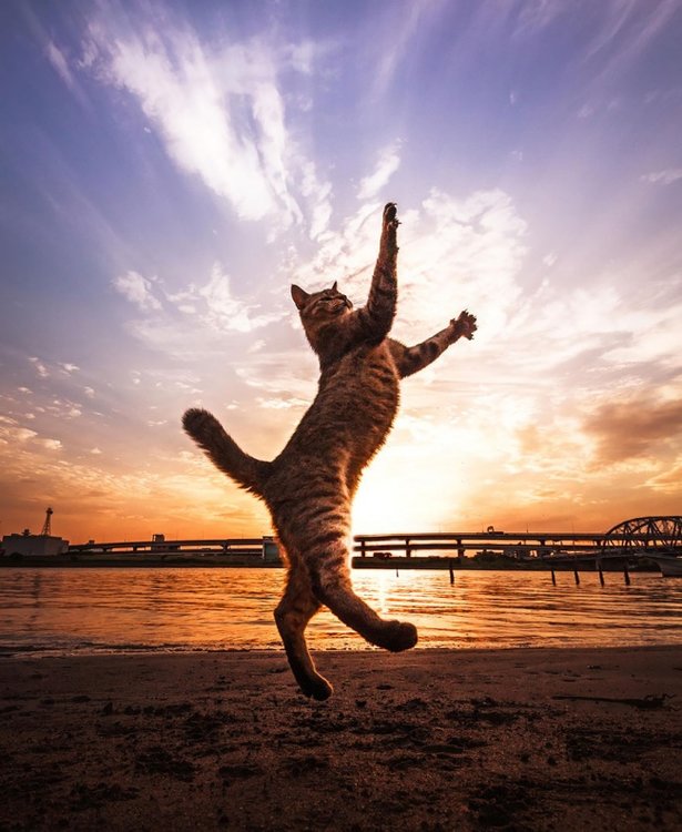 11779310-R3L8T8D-650-funny-jumping-cats-91__880.thumb.jpg.3fdd470093b69f2b39870802dce0b96d.jpg