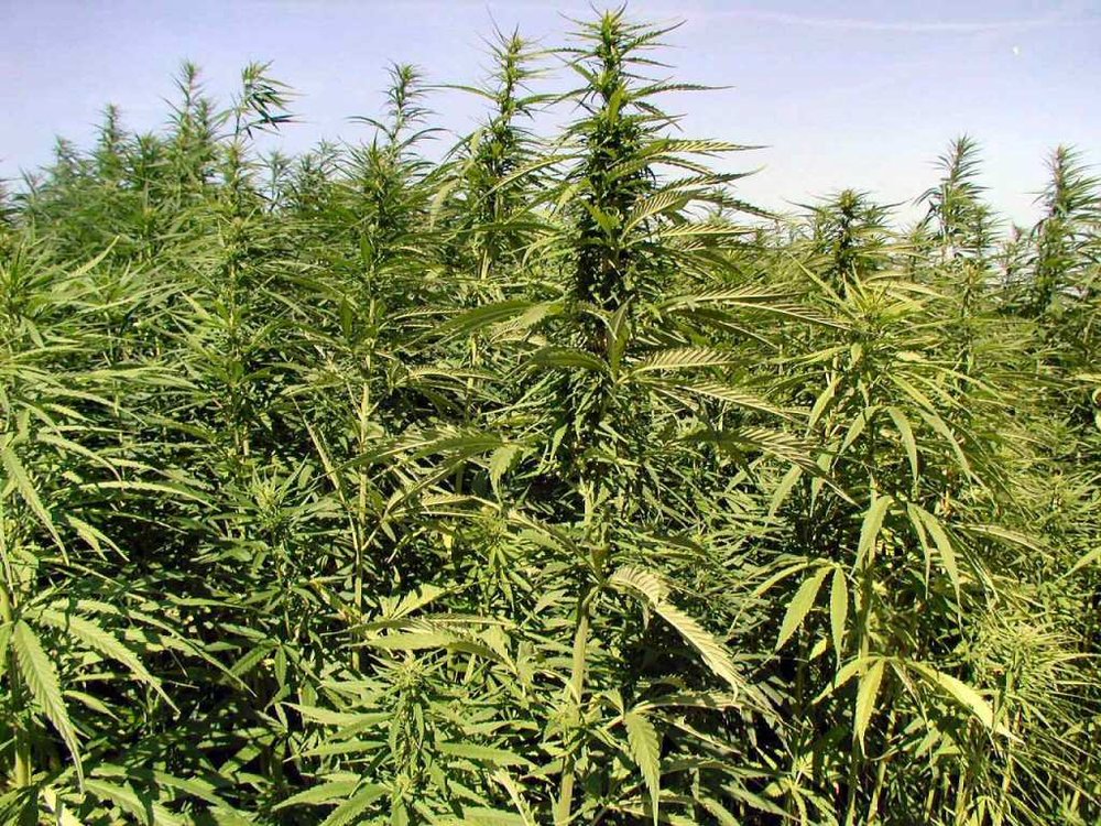 1280918038_cannabis-field.thumb.jpg.24c99aa2177d90ed03560430bfbdbbad.jpg