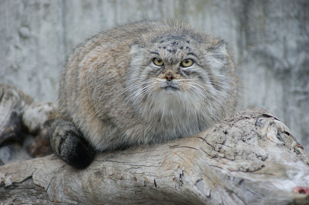 1280px-Manul_close.thumb.jpg.20f43a33c5b7f0c621131d0f279d0c18.jpg