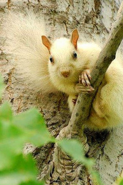 1477748105_WhiteSquirrel.thumb.jpg.26e9d9837dd525ec7d08cbb0e08bbe45.jpg
