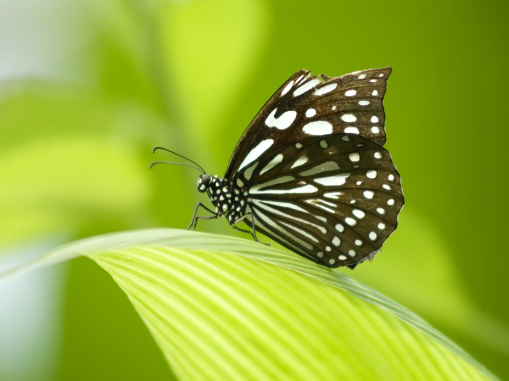 20_butterfly.thumb.jpg.ede4063d3ddbf90f36aee8ca1540abe1.jpg