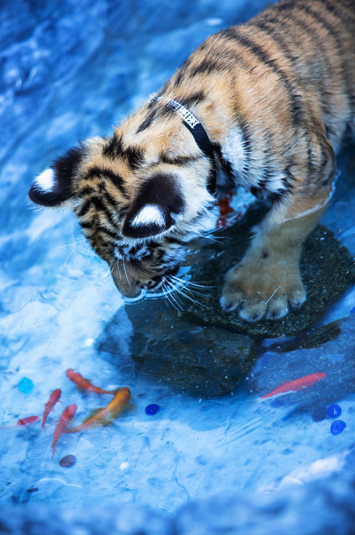 99px_ru_photo_106182_tigrenok_pitaetsja_pojmat_zolotih_ribok.thumb.jpg.78207e17a62ee0d75a21d30aed9fd306.jpg