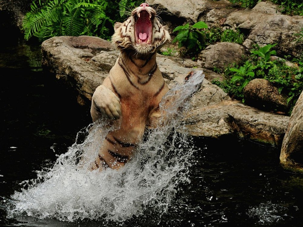 A-tiger-attacking-and-jumping-out-of-the-water-wallpaper-1024x768.thumb.jpg.18609022edaf1183687a596f4425bf9e.jpg