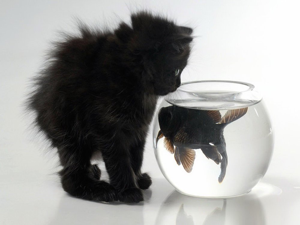 Animals___Cats_Kitten_and_fish_042700_.thumb.jpg.6b43c8893fa15ffb04b8e182990f982c.jpg