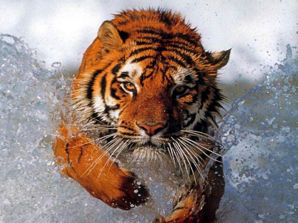 Bathing_tiger.thumb.jpg.06d6eb2ba1525d92b0aa5f52b7e4ea10.jpg