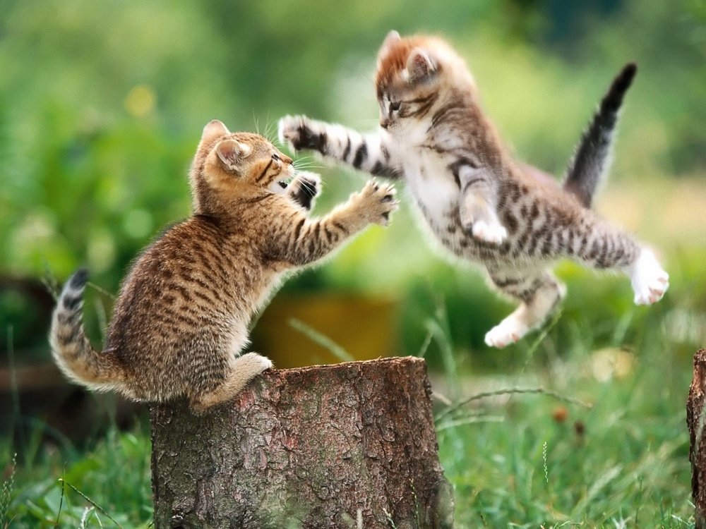 Cats-Fight-cats-fight-1280x960.thumb.jpg.edb9712542552d219fcb875dd5884d3f.jpg