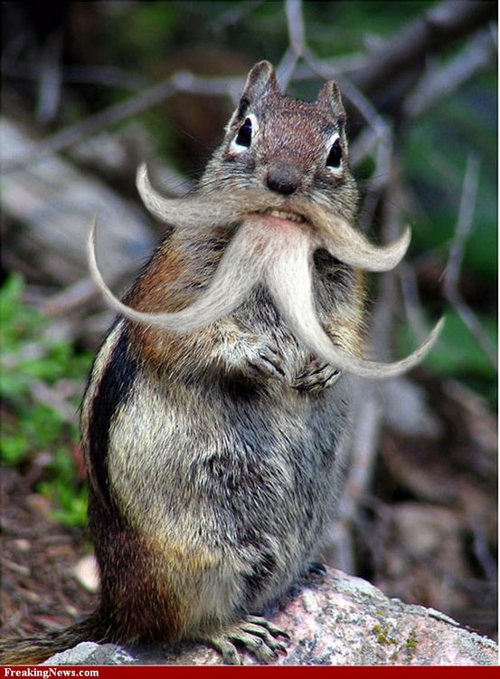 Funny-Chipmunk-with-a-Beard-90767.thumb.jpg.1a089aaa9784c444b781082aaaac59bb.jpg