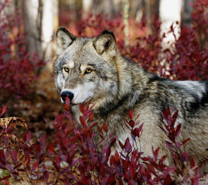 Gray-Wolf-In-USA-Forest-960x854.thumb.jpg.083437173acd45b1a09d6c4c95f27042.jpg