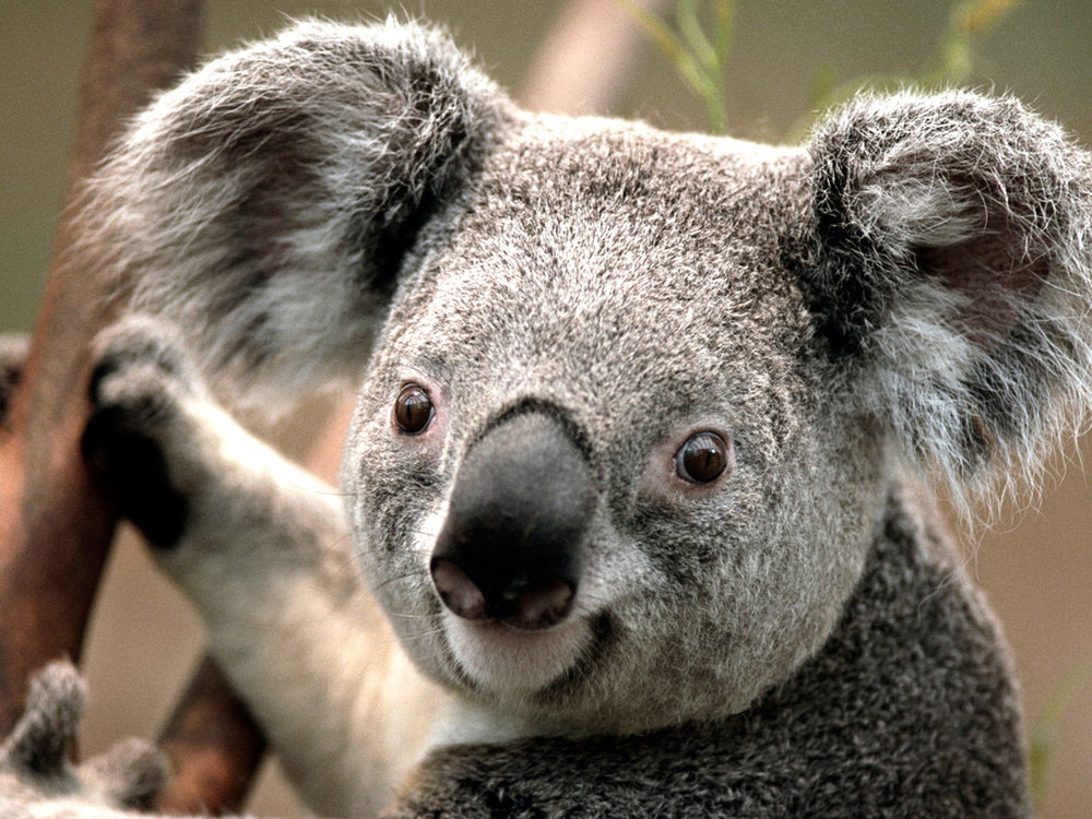 Koala.thumb.jpg.4be5fa0748806a71fff7306aef7da2ba.jpg