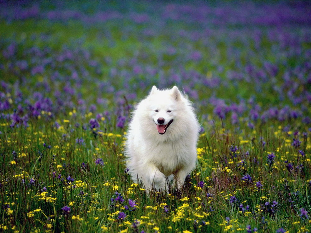 Samoyed_001.thumb.jpg.3be1688751adce817c4fc9323af525bd.jpg