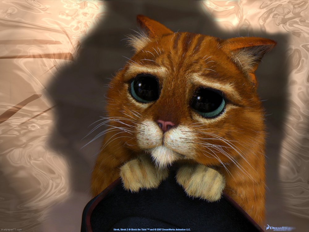 Shrek-2-Cat-fun-wallpapers-funny-wallpapers-1600x1200.thumb.jpg.133cdb21e54240ed1b4360e9000a2b80.jpg