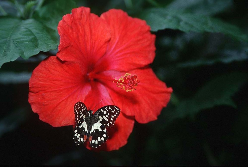 butterfly-flower-xfs.thumb.jpg.aa8e91143da1a0d6ab36f99c2509eabc.jpg