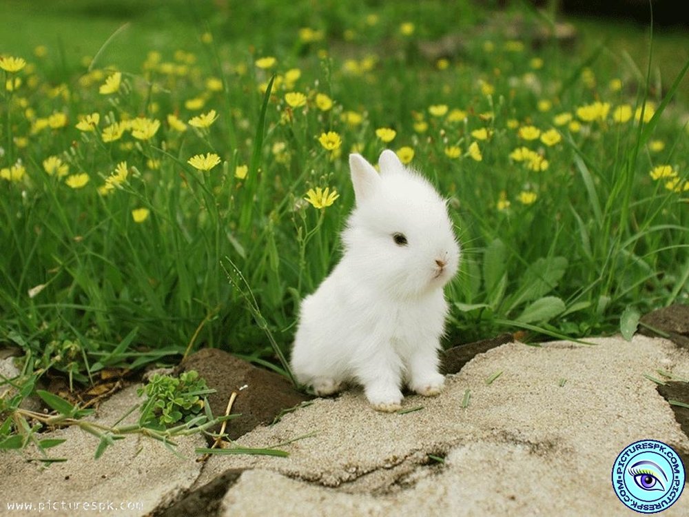 cute-bunny-1024x768.thumb.jpg.254e7c225e9fdb4cd5039dca5af2d814.jpg