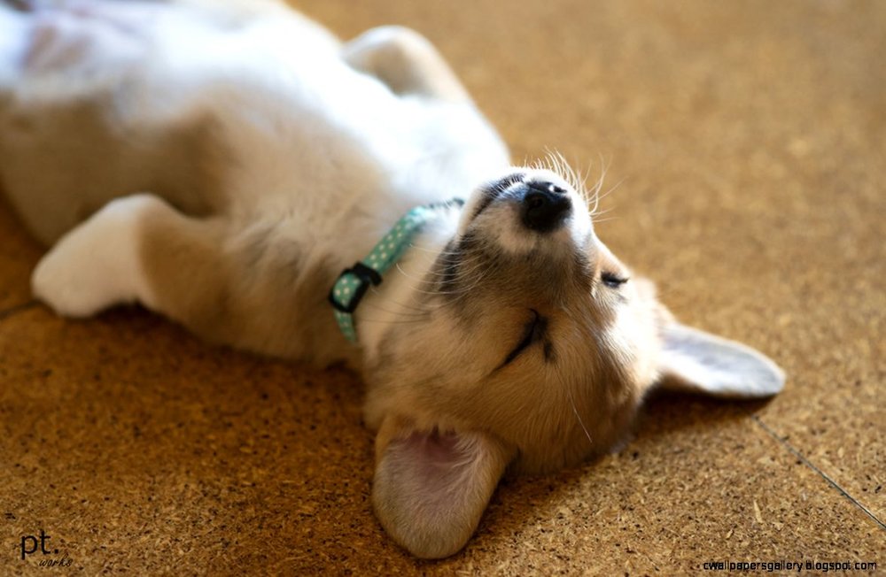 cute-puppy-sleep-corgi-family-dogs-pets-pembroke-welsh-furry.thumb.jpg.3157d7491fbc892b85eefeea56e9b8d2.jpg