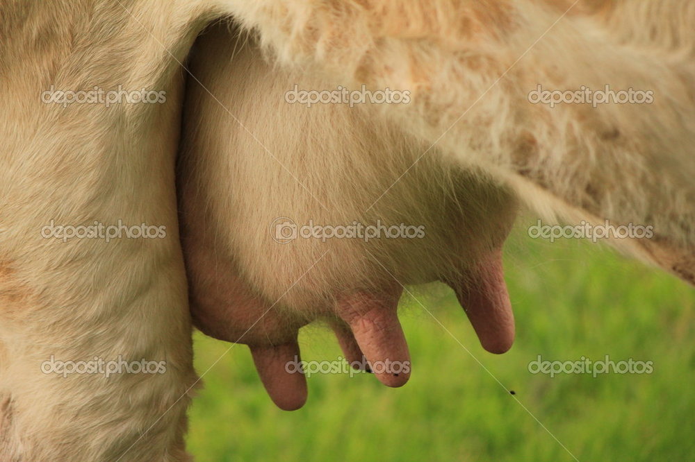 depositphotos_6315058-Udder-pink.thumb.jpg.fcb4ec941cc2b1814465dc9243187063.jpg