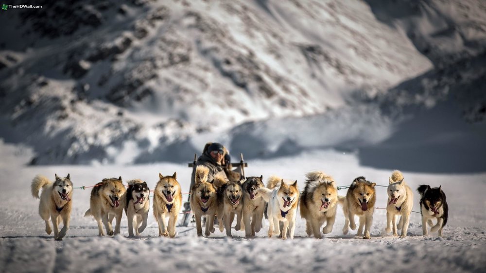 http---thehdwall.com-wp-content-uploads-2014-10-Sled-Snow-Dogs-Wallpapers-HD-1080p-1920x1080.thumb.jpg.bb6cf464437e9b54780a5f1fd28d132e.jpg