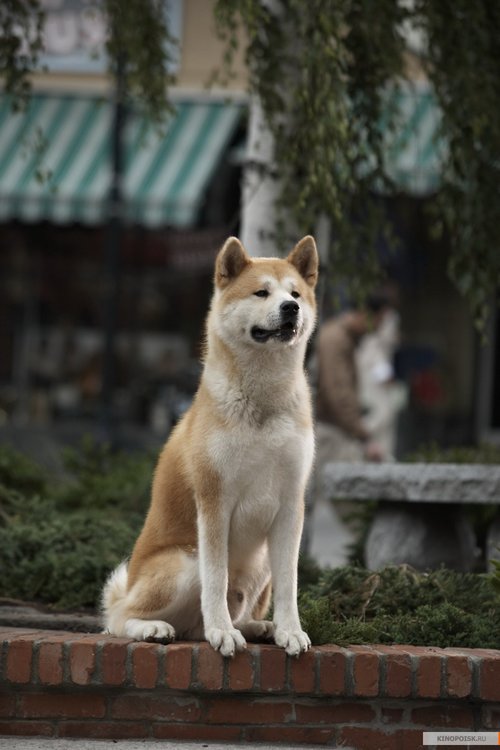 kinopoisk.ru-Hachiko_3A-A-Dog_27s-Story-1047774.thumb.jpg.b0289617f065555aee103ca10fc314e4.jpg