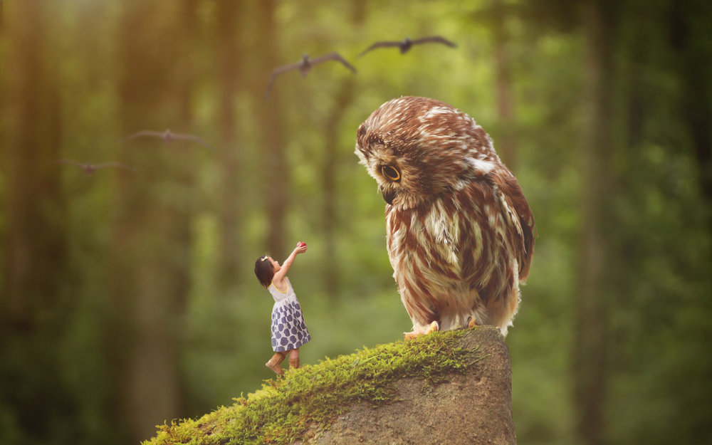owl-1280x800.thumb.jpg.d08dd864157cec17ff9a99893d3bac53.jpg
