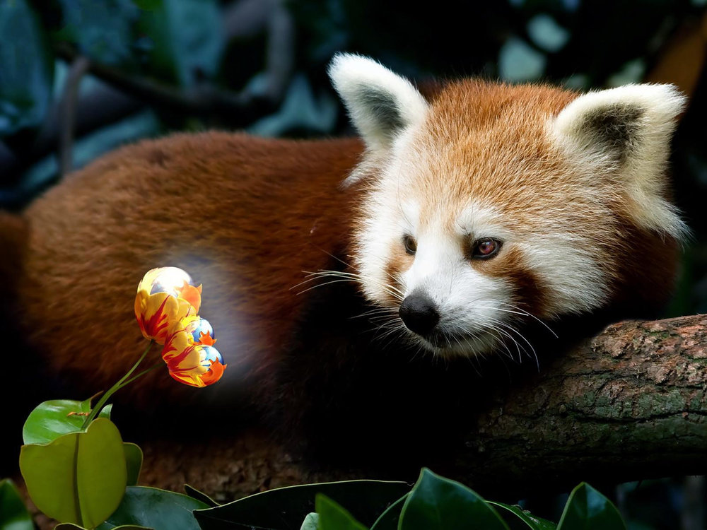 red-panda-firefox.thumb.jpg.b3afab25093d81af825d631a88242f8c.jpg