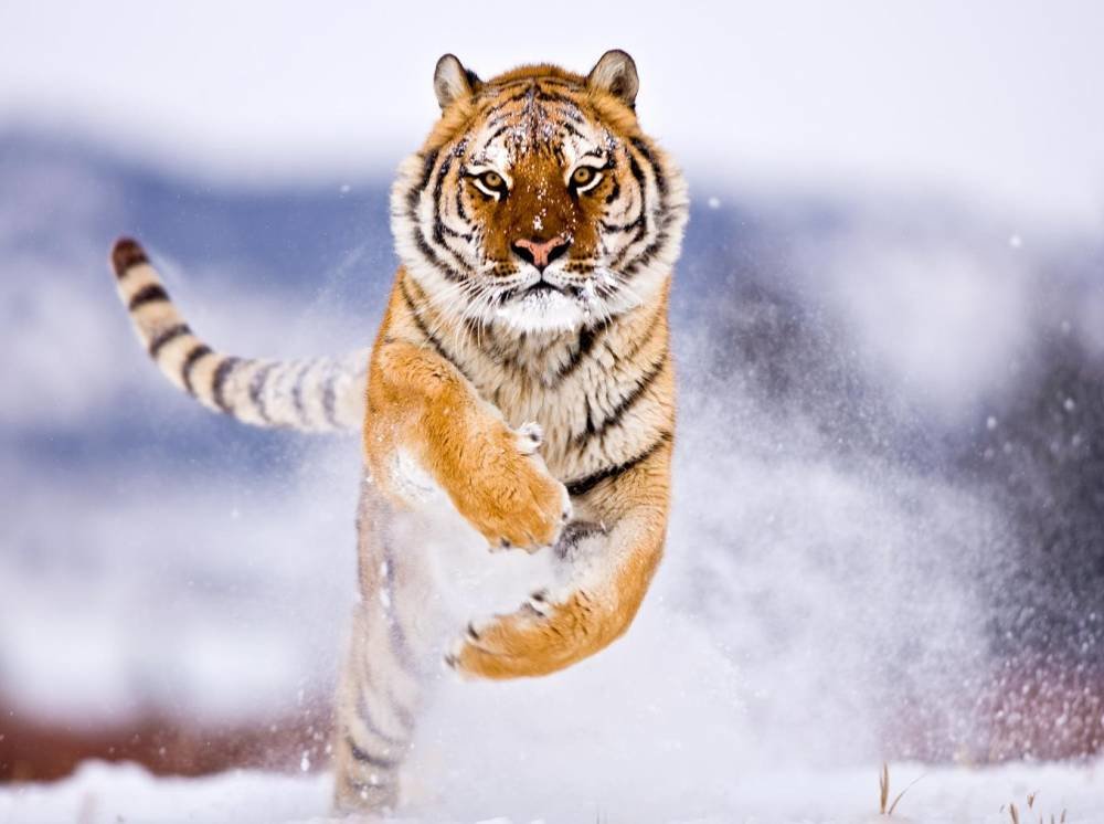 tiger-snow-photograph.thumb.jpg.e48a93279640704d758f8adc61421d74.jpg