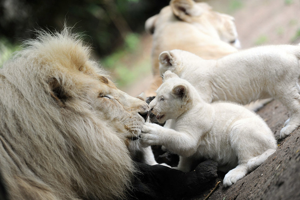 white-lion-cubs.thumb.jpg.12421ec98bff1d33aa561902f17eb374.jpg