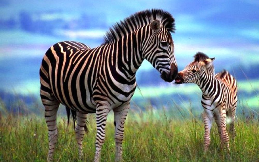 zebras-pictures-6.thumb.jpg.7ba763a0d5e70da7d4860b0fbbd349d4.jpg