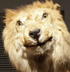 image.png.2c3dd7ae57e3711d4f0ad1ce5a4a98ce.png